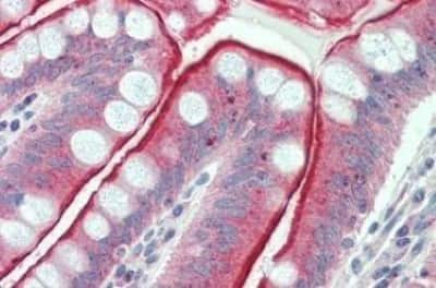 Immunohistochemistry-Paraffin: MUCDHL Antibody [NBP3-14413] - MUCDHL antibody IHC of human small intestine. Immunohistochemistry of formalin-fixed, paraffin-embedded tissue after heat-induced antigen retrieval.